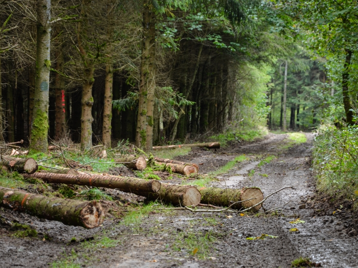 Baromètre prix des bois