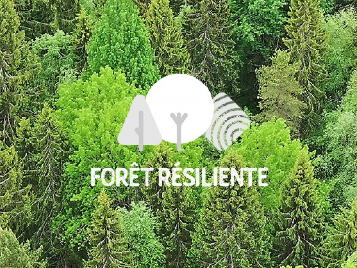 Header Forêt résiliente